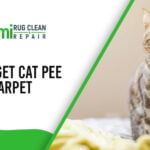 How to Get Cat Pee Out of Carpet